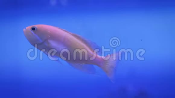 蓝色背景下的小金鱼近景视频的预览图