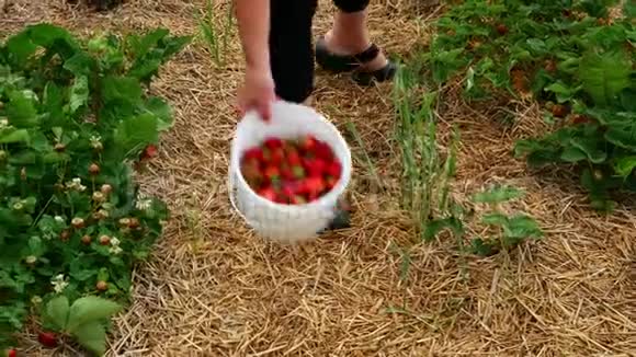 戴红帽子的女人从活的草莓植物中摘了几个新鲜草莓视频的预览图