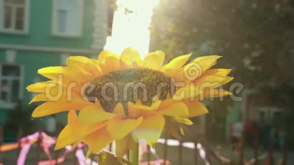 巨大的向日葵被喧闹的事件和不同的建筑所包围视频的预览图