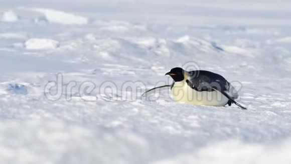 南极洲雪上的帝企鹅视频的预览图