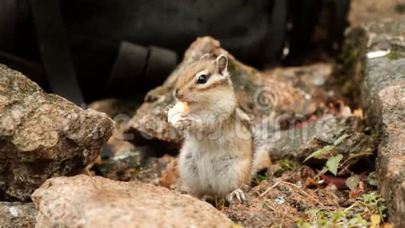 慢动作的小花栗鼠吃拿着一块面包视频的预览图