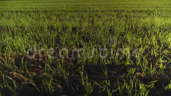 玉米田盘和倾斜运动温暖的春日在一个阳光明媚的农业田里种植玉米视频的预览图