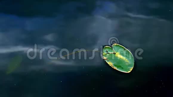 单个睡莲的特写片段若虫科带昆虫的垫叶视频的预览图