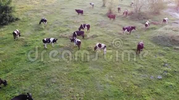 牧场牛的鸟瞰图顶视无人驾驶飞机视频的预览图