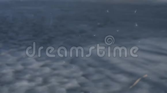在蓝冰的背景下绒毛苍蝇阳光明媚的春天视频的预览图