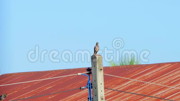 普通的鸟站在电线杆和羽毛上视频的预览图