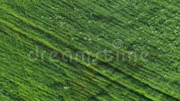绿色植被的空中镜头视频的预览图