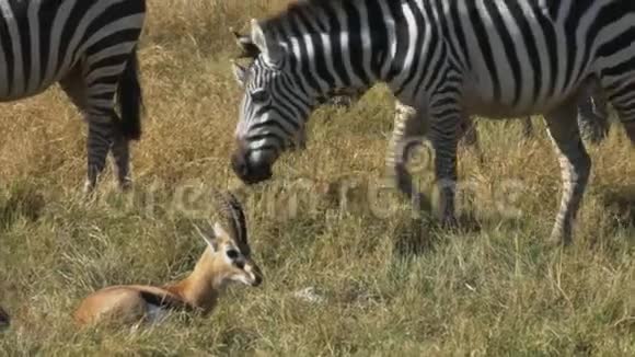 追踪斑马和汤姆森瞪羚一起在安博塞利国家公园放牧的镜头视频的预览图