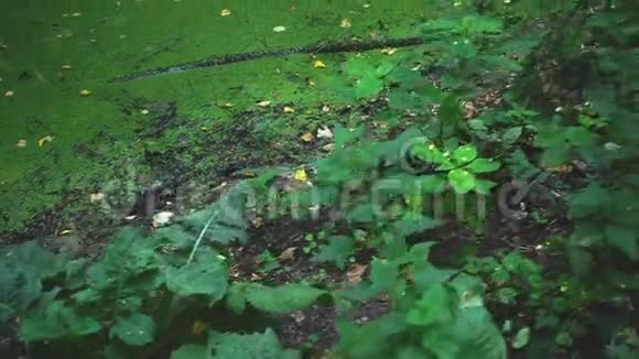 沼泽附近的植被视频的预览图