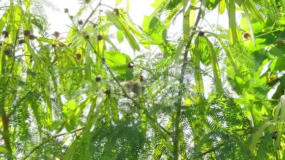 常见的裁缝鸟栖息在树枝上视频的预览图