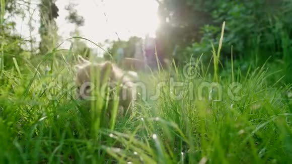 可爱的姜小猫在绿草中漫步阳光明媚散发着芬芳视频的预览图