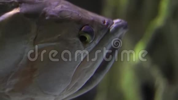 在模糊的黑暗背景上的灰色奇怪特写鱼头视频的预览图