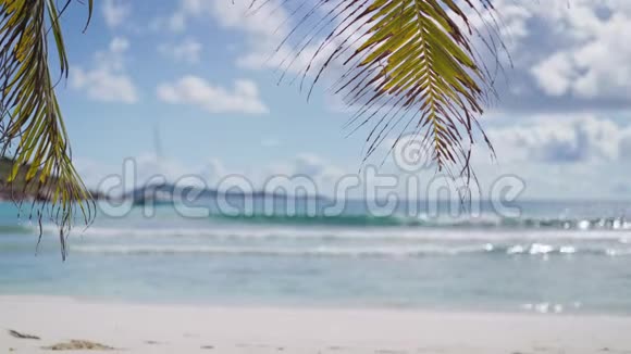 热带沙滩上的棕榈叶在微风中摇曳迎着海浪海水表面反射出阳光蓝色视频的预览图