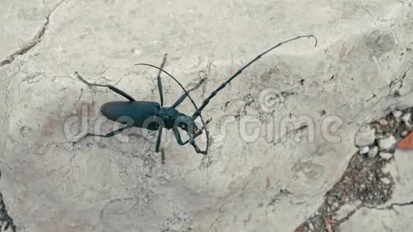欧洲野生动物黑长角甲虫正在用腿清洁长触角视频的预览图