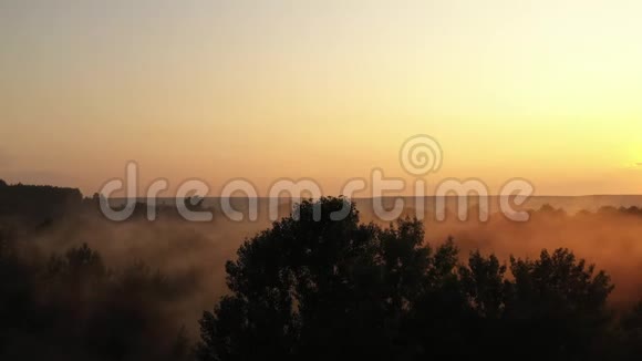 松林中一个雾蒙蒙的早晨阳光透过树枝飘落在地上视频的预览图