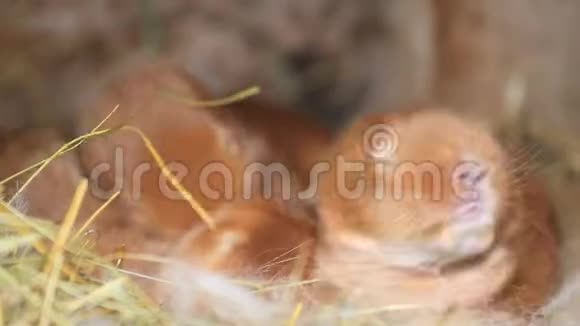 小红兔躺在巢里视频的预览图