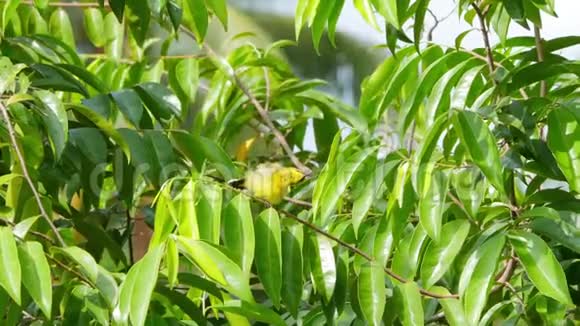 橄榄背太阳鸟在树枝上栖息和日光浴视频的预览图