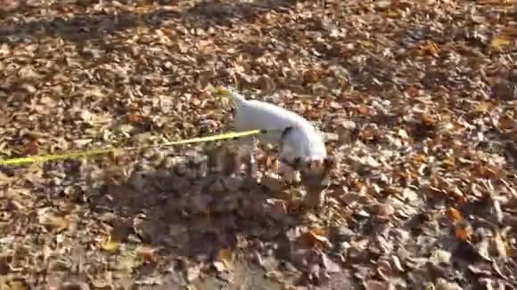 在阳光明媚的日子里狗在秋天的公园散步树叶覆盖视频的预览图
