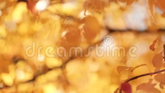 秋天的大自然美丽模糊的黄树叶视频的预览图