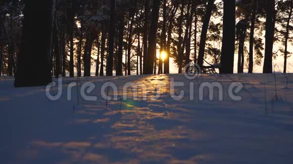 在冬天的森林里雪花在美丽的阳光下飞过雪堆日落时冬天公园里的暴风雪视频的预览图