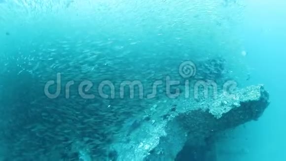 巨大的鱼群在珊瑚礁的水下视频的预览图