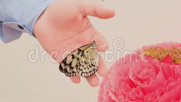 蝴蝶坐在一朵粉红色的大花上雄手取一只蝴蝶视频的预览图