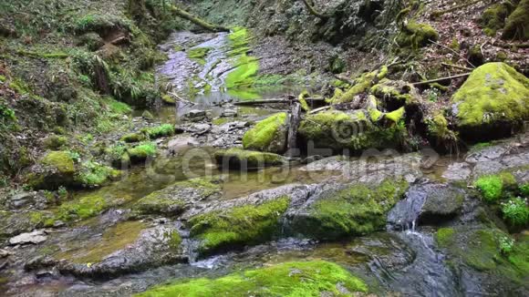 雨林里的小溪和绿苔视频的预览图
