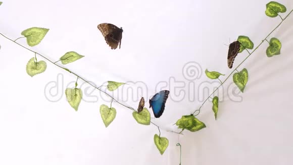 蝴蝶在白色背景的人造花园里飞翔复制空间视频的预览图
