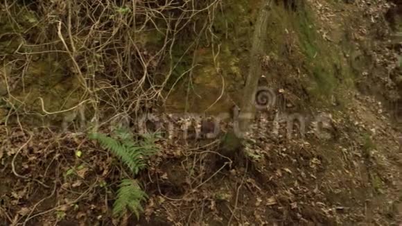 野生森林的深谷长满蕨类植物视频的预览图
