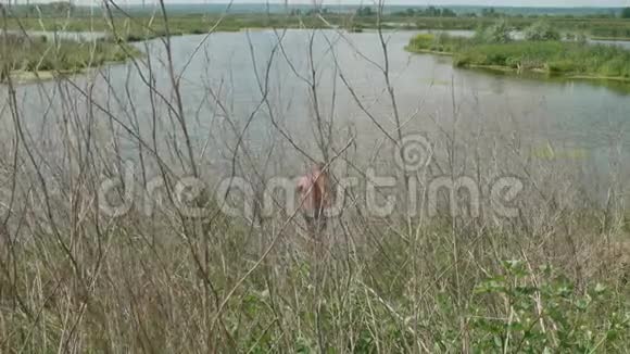 渔夫站在灌木丛干树枝后面的池塘里视频的预览图