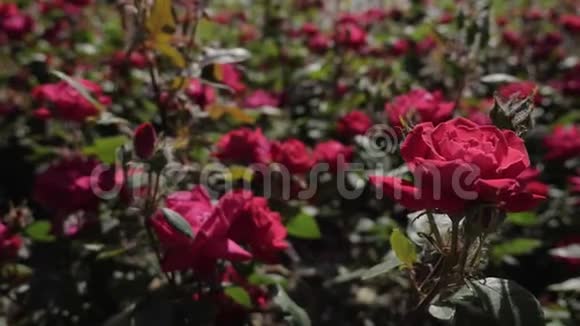 风摇动花园里的玫瑰花丛视频的预览图