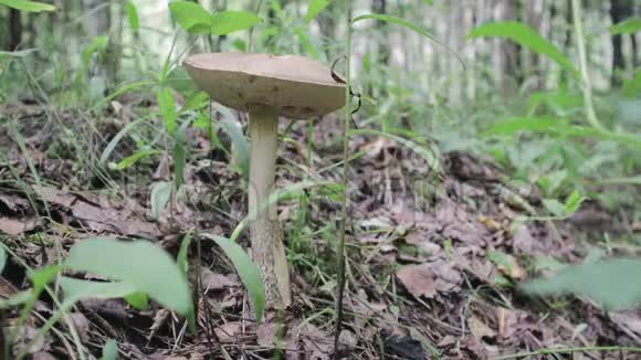 夏天森林里一个人手拿着一把白沼泽地的刀割蘑菇视频的预览图