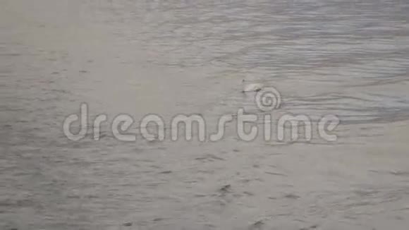 湖中的天鹅2视频的预览图