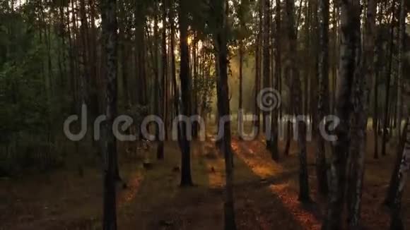 松林中一个雾蒙蒙的早晨阳光透过树枝飘落在地上视频的预览图