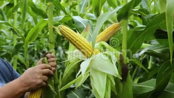 把玉米头放在地里晒太阳有机农业概念视频的预览图