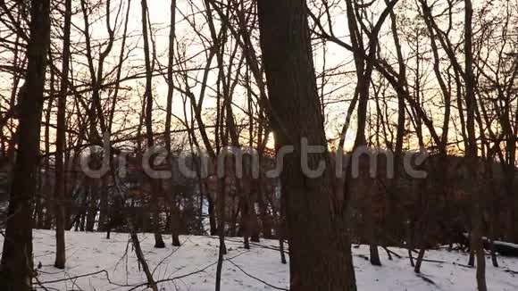 在一个下雪的冬天夕阳照在树上视频的预览图
