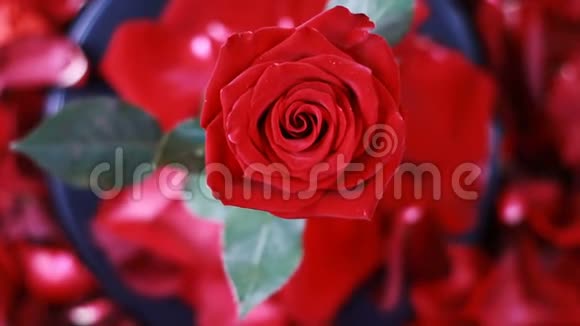 一朵红色玫瑰的俯视图在红色花瓣上旋转视频的预览图