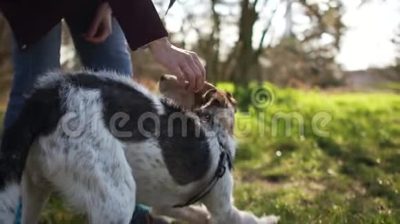 可爱的小狗狗的咬一根棍子在散步近距离拍摄狗和他的情妇正在公园里散步视频的预览图