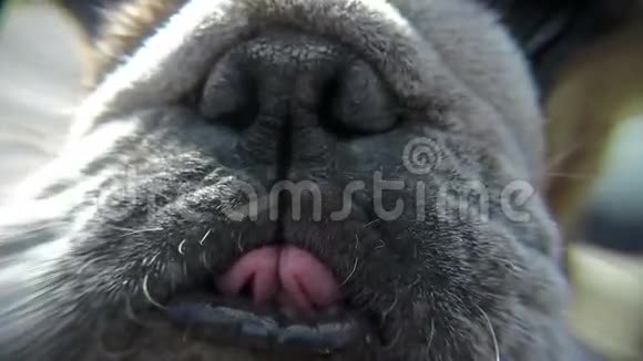 狗的鼻子视频的预览图