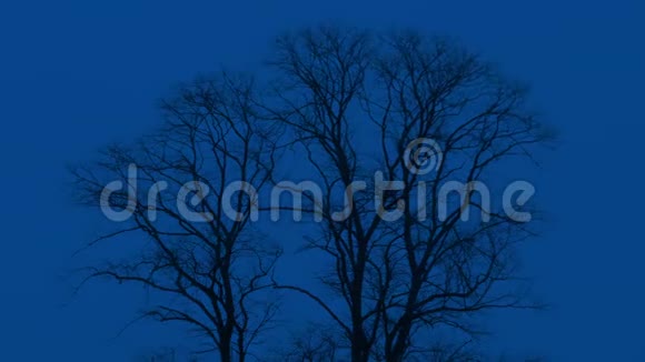 光秃秃的树在夜间行走视频的预览图