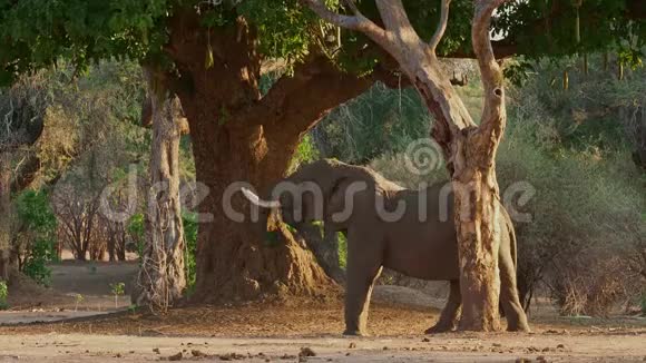 非洲小布什大象非洲老象成年大象采摘和吃津巴布韦马纳池中树木的叶子视频的预览图
