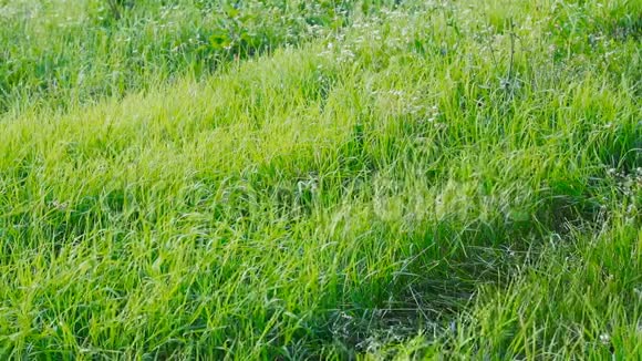 挥舞着绿色的春天草坪自然背景在风中摇曳的绿草视频的预览图