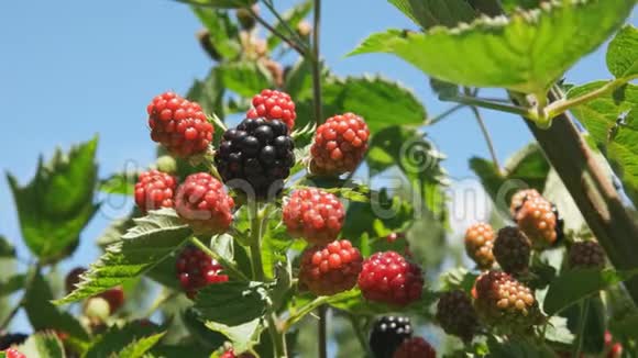 塔斯威斯特威的无刺黑莓水果视频的预览图