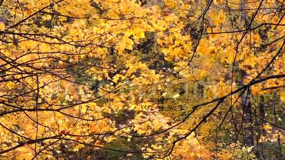 秋天的景象秋天公园里落着五颜六色的枫叶黄树视频的预览图