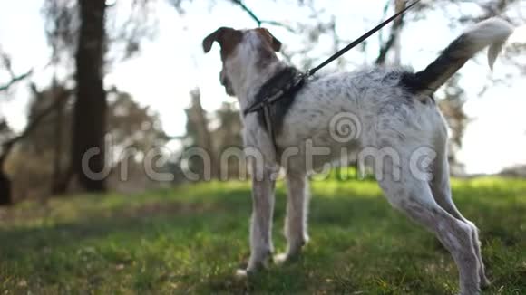 小狗狗在散步一只带着皮带在公园散步的小狗的亲密肖像狗往远处看视频的预览图