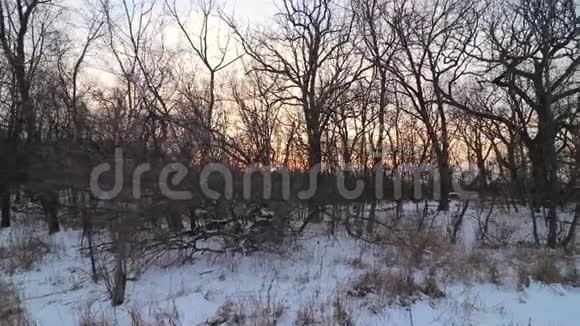 随着夕阳在冬天的一天透过树木慢慢地移动视频的预览图