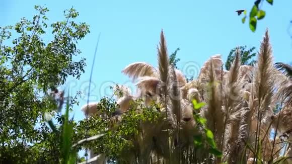 一群鸟突然从灌木丛中飞来视频的预览图
