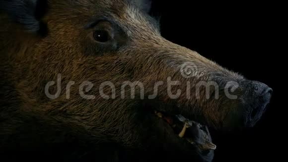 野生野猪安装头部狩猎奖杯视频的预览图