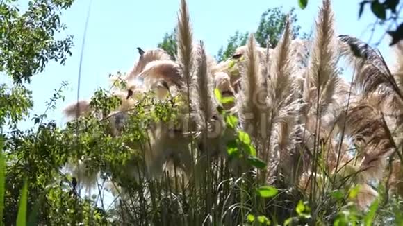 毛茸茸的植物耳朵藏着一群鸟视频的预览图
