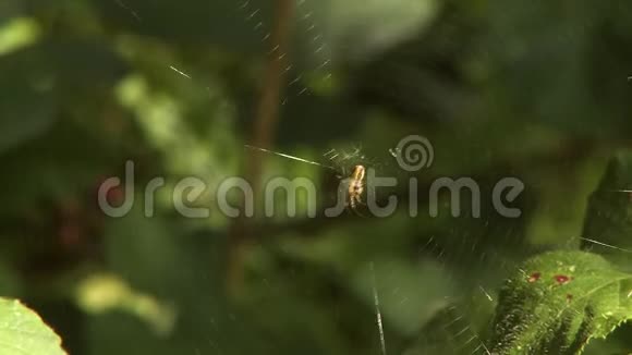蜘蛛网上的蜘蛛在风中飘动视频的预览图